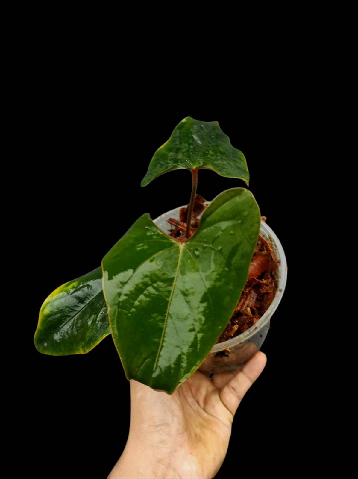 Anthurium sp. 'Huanuco Velvet' Wild Ecotype Small Size (EXACT PLANT)