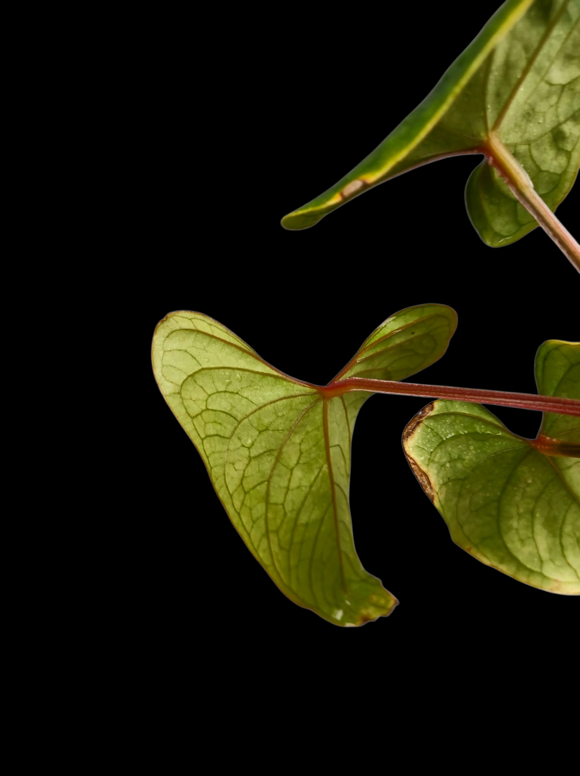 Anthurium sp. 'Huanuco Velvet' Wild Ecotype Small Size (EXACT PLANT)