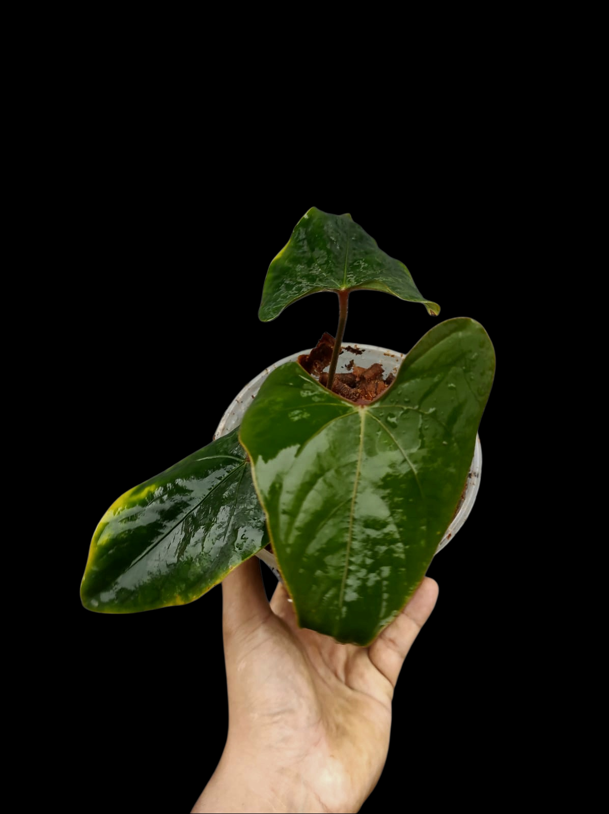 Anthurium sp. 'Huanuco Velvet' Wild Ecotype Small Size (EXACT PLANT)
