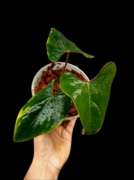 Anthurium sp. 'Huanuco Velvet' Wild Ecotype Small Size (EXACT PLANT)