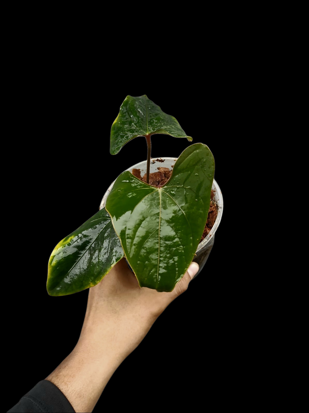 Anthurium sp. 'Huanuco Velvet' Wild Ecotype Small Size (EXACT PLANT)