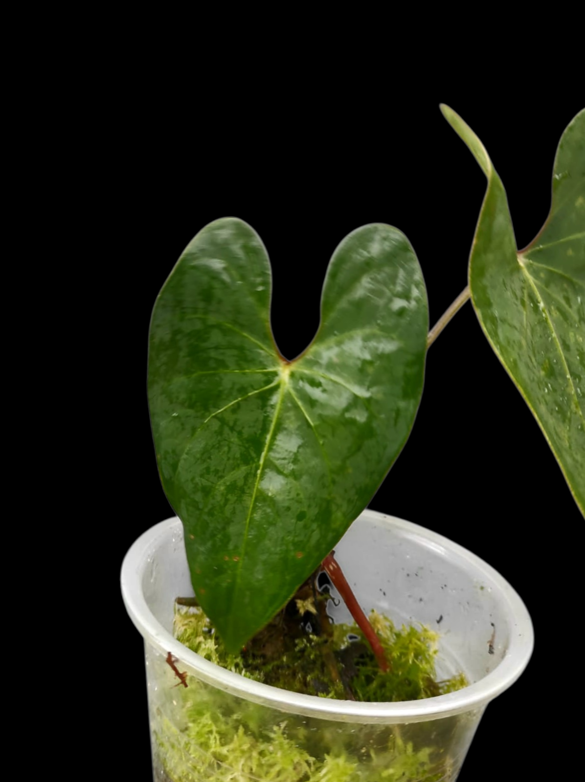 Anthurium sp. 'Huanuco Velvet' Wild Ecotype Small Size with 2 Leaves (EXACT PLANT)