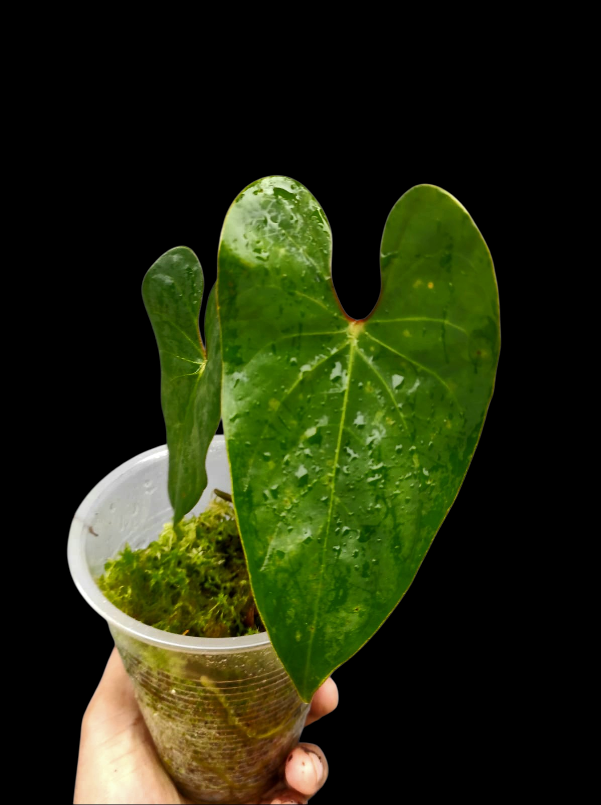 Anthurium sp. 'Huanuco Velvet' Wild Ecotype Small Size with 2 Leaves (EXACT PLANT)