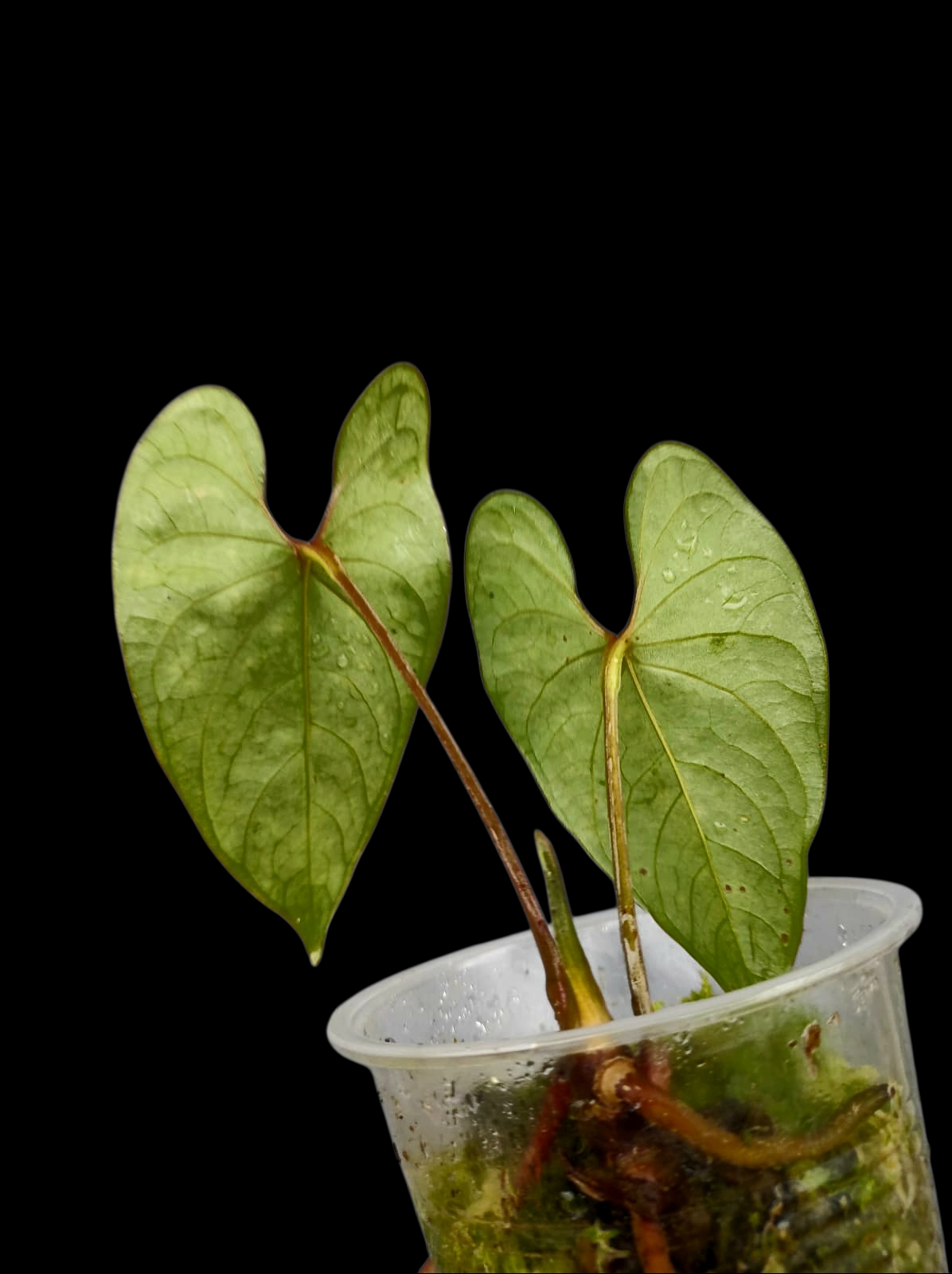 Anthurium sp. 'Huanuco Velvet' Wild Ecotype Small Size with 2 Leaves (EXACT PLANT)