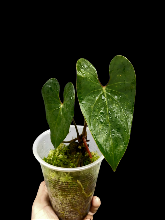 Anthurium sp. 'Huanuco Velvet' Wild Ecotype Small Size with 2 Leaves (EXACT PLANT)