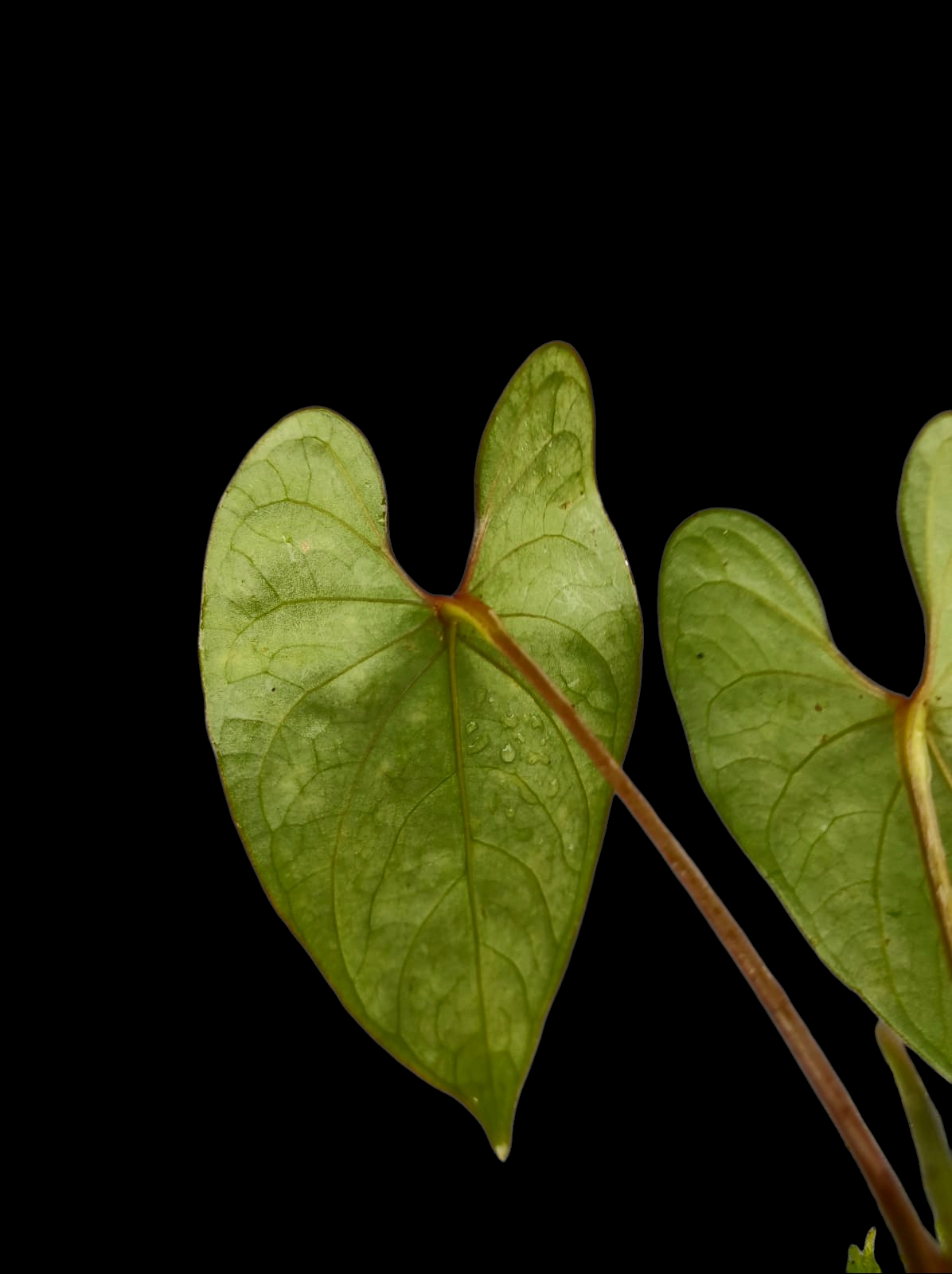 Anthurium sp. 'Huanuco Velvet' Wild Ecotype Small Size with 2 Leaves (EXACT PLANT)