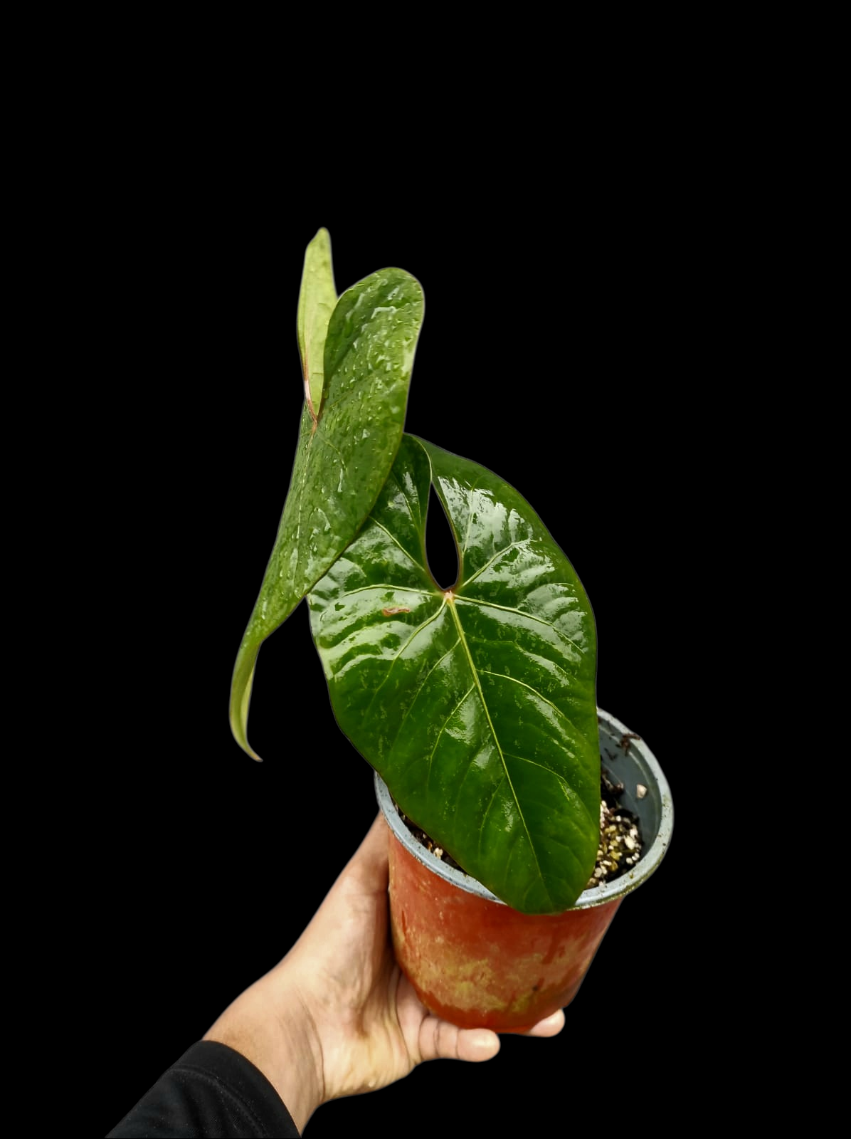 Anthurium sp. 'Huanuco Velvet' Wild Ecotype with 2 Leaves (EXACT PLANT)