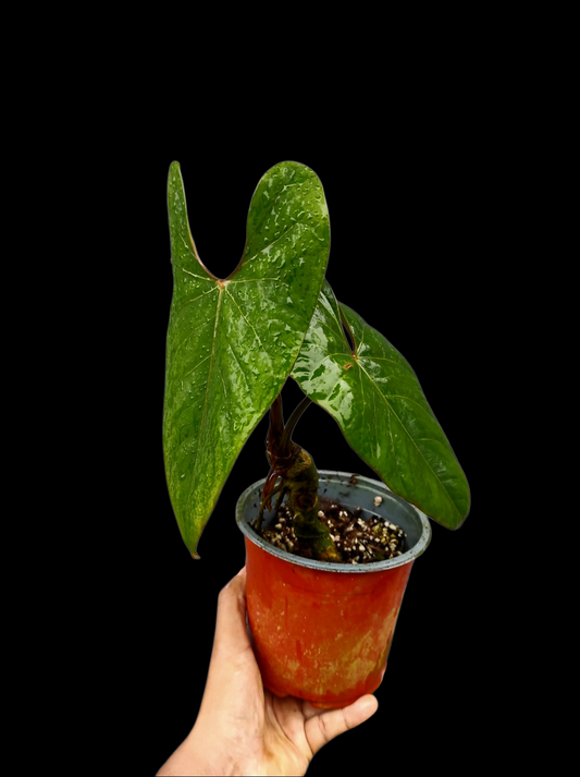 Anthurium sp. 'Huanuco Velvet' Wild Ecotype with 2 Leaves (EXACT PLANT)