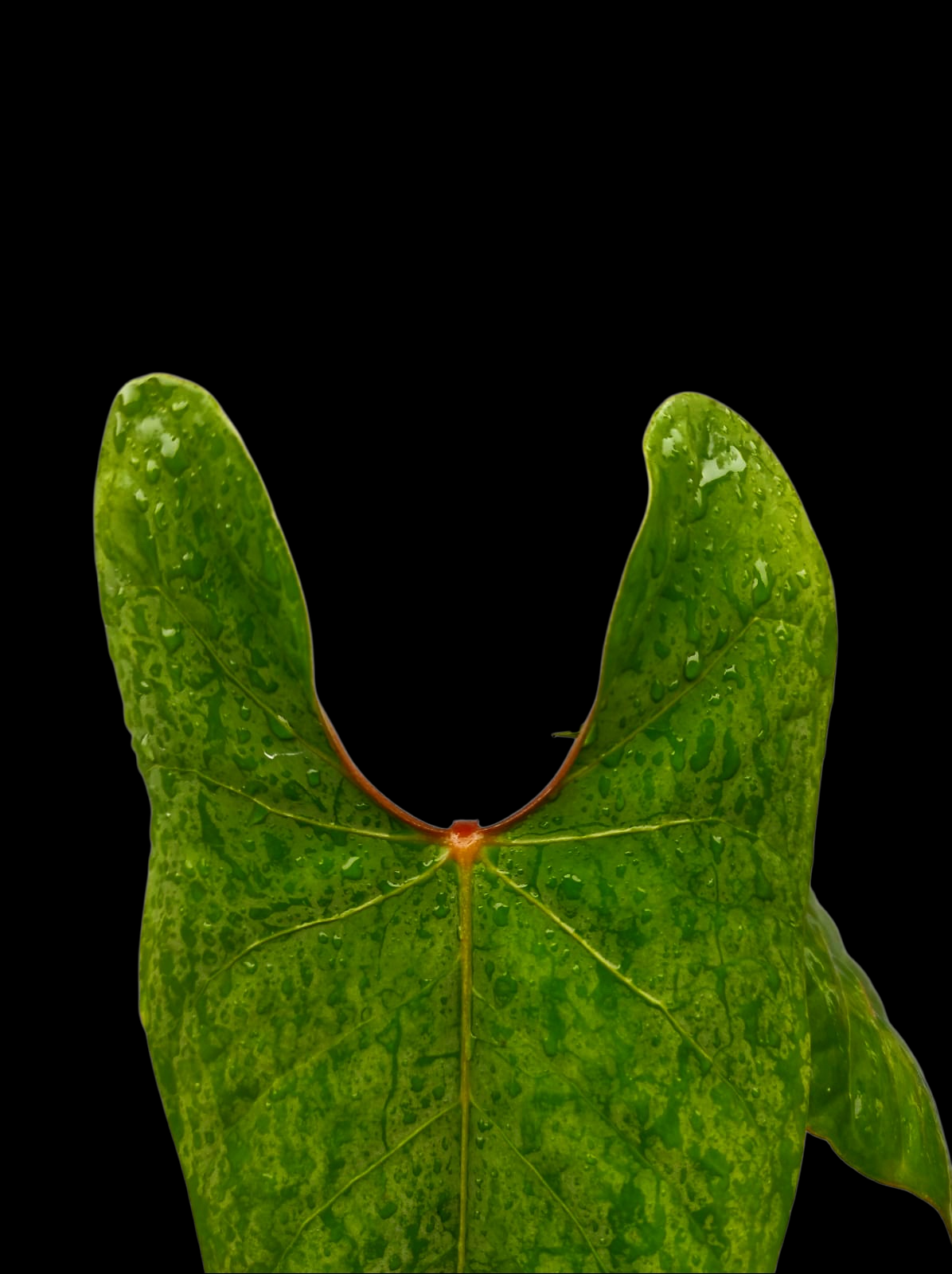 Anthurium sp. 'Huanuco Velvet' Wild Ecotype with 2 Leaves (EXACT PLANT)