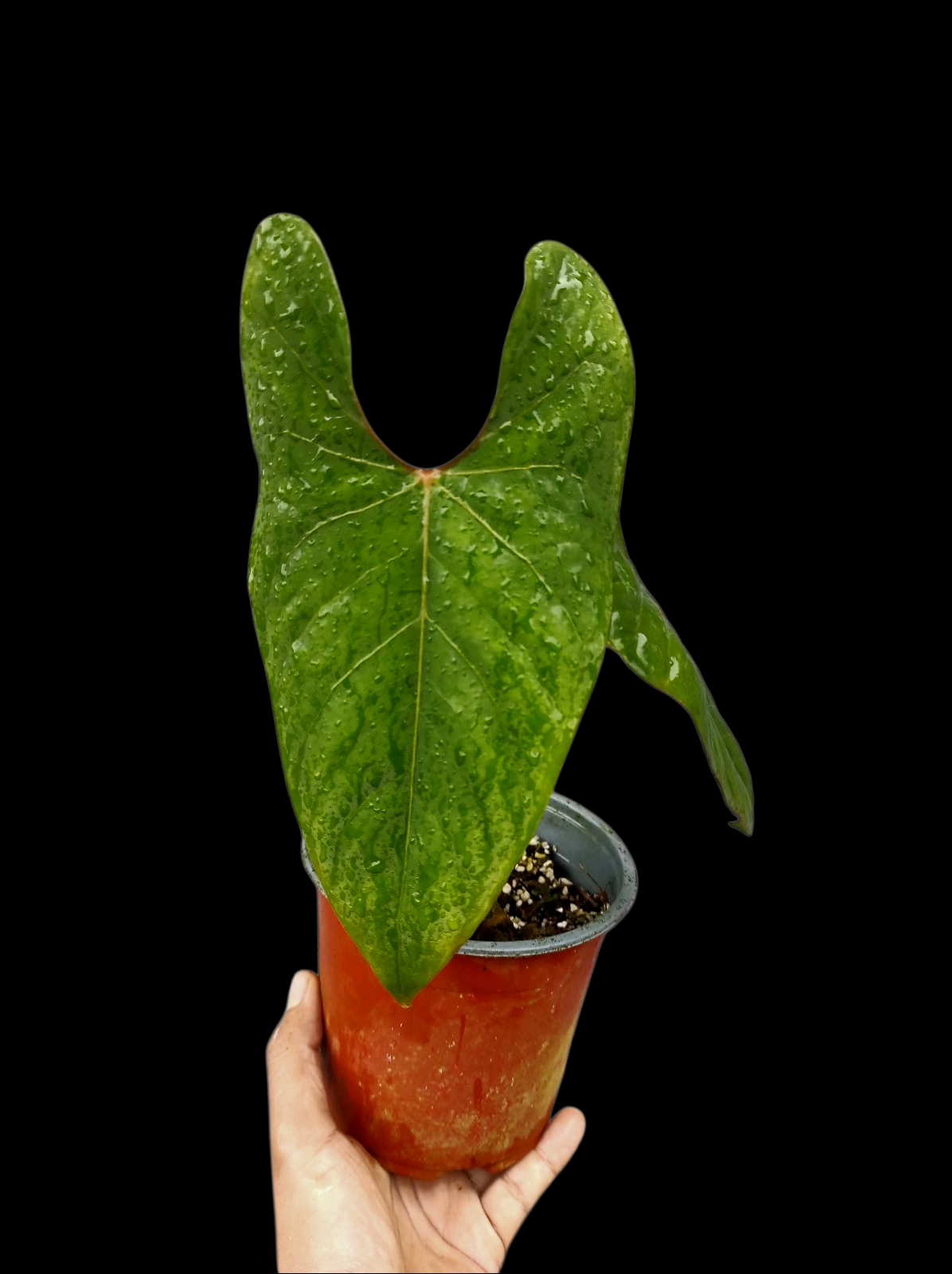 Anthurium sp. 'Huanuco Velvet' Wild Ecotype with 2 Leaves (EXACT PLANT)