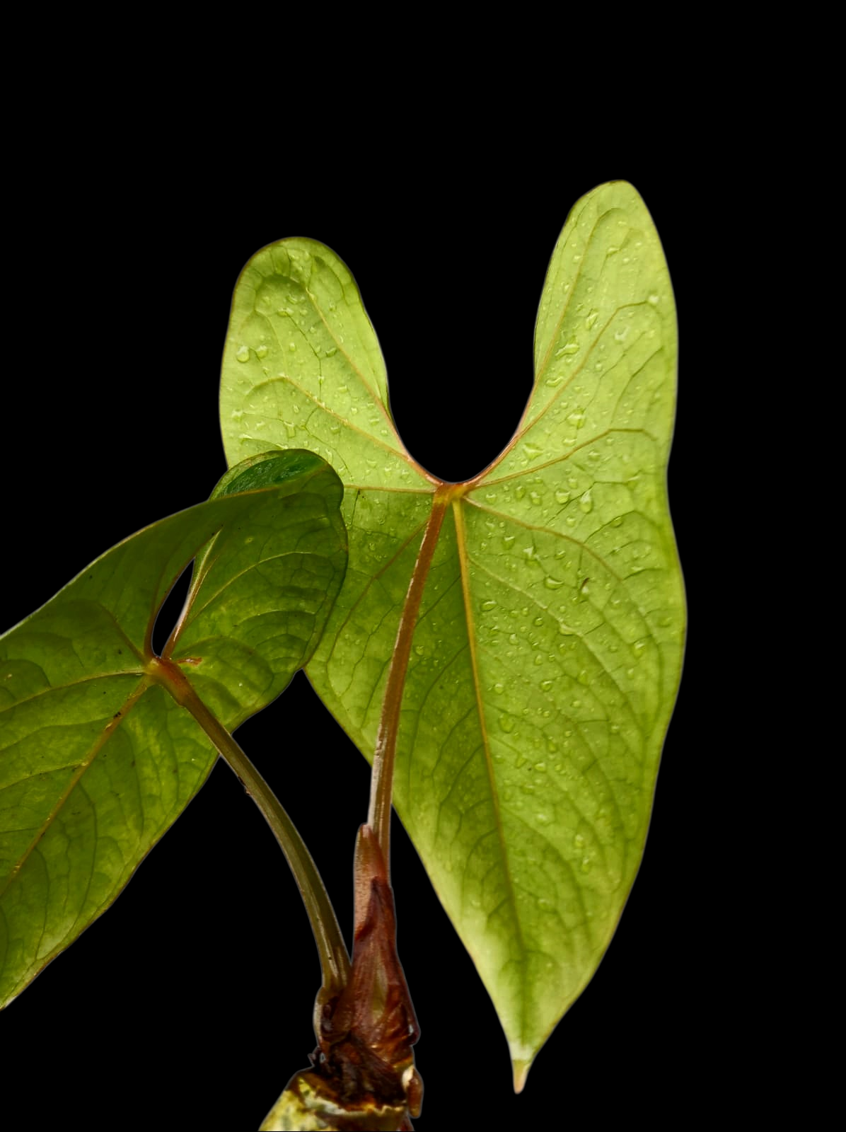 Anthurium sp. 'Huanuco Velvet' Wild Ecotype with 2 Leaves (EXACT PLANT)