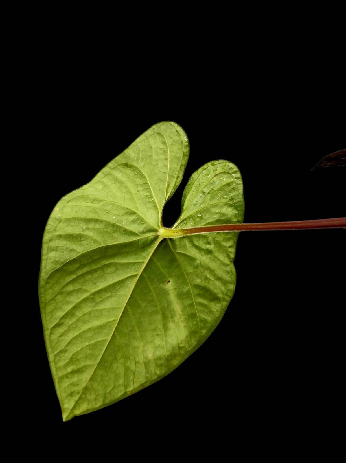 Anthurium sp. 'Kunayala Glow' Native to Panama (EXACT PLANT)