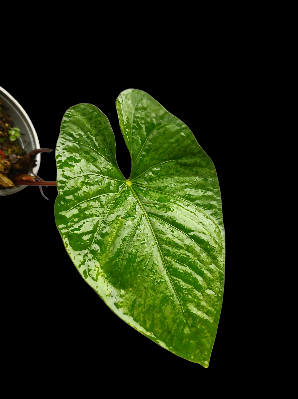 Anthurium sp. 'Kunayala Glow' Native to Panama (EXACT PLANT)