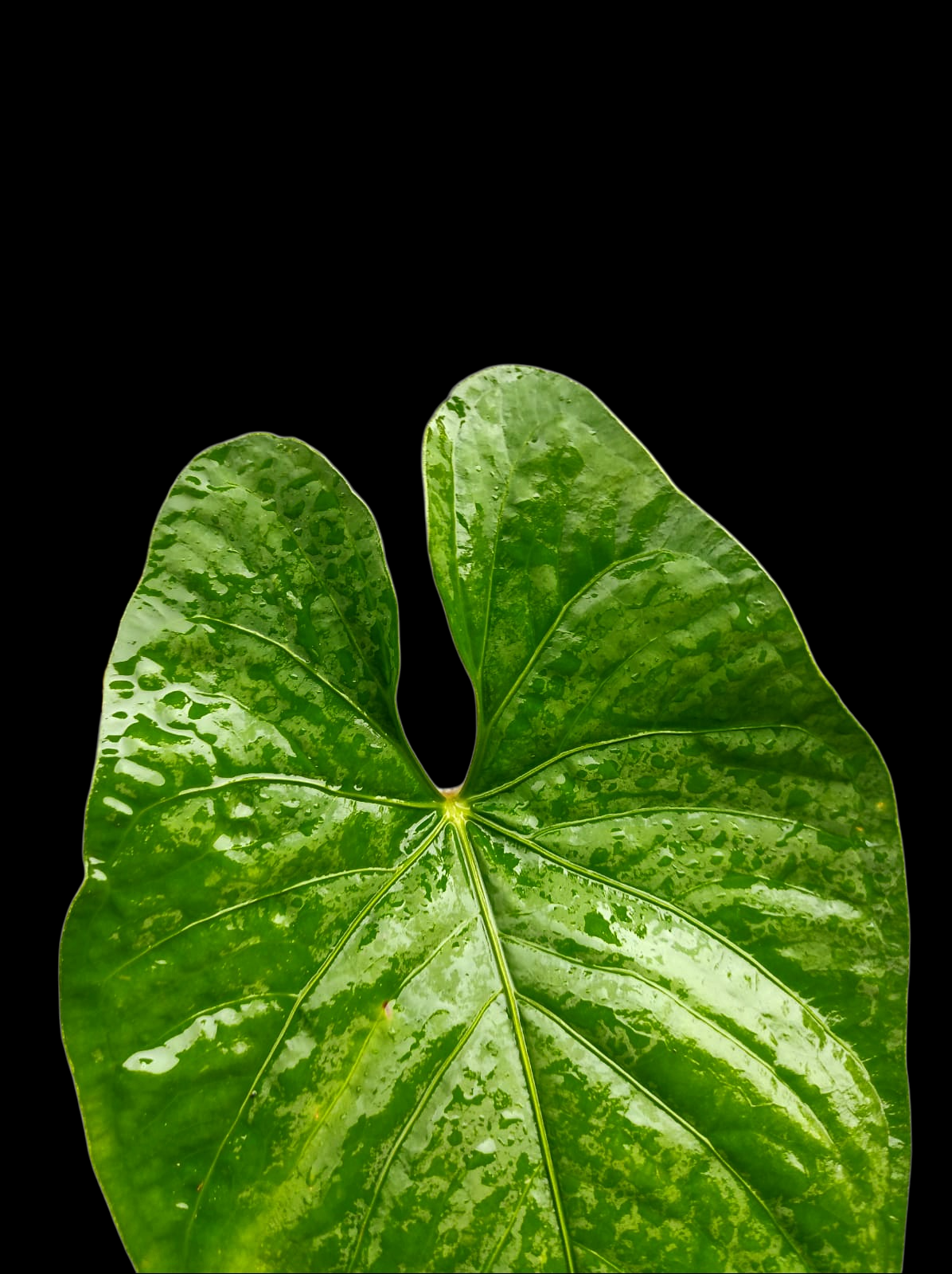 Anthurium sp. 'Kunayala Glow' Native to Panama (EXACT PLANT)