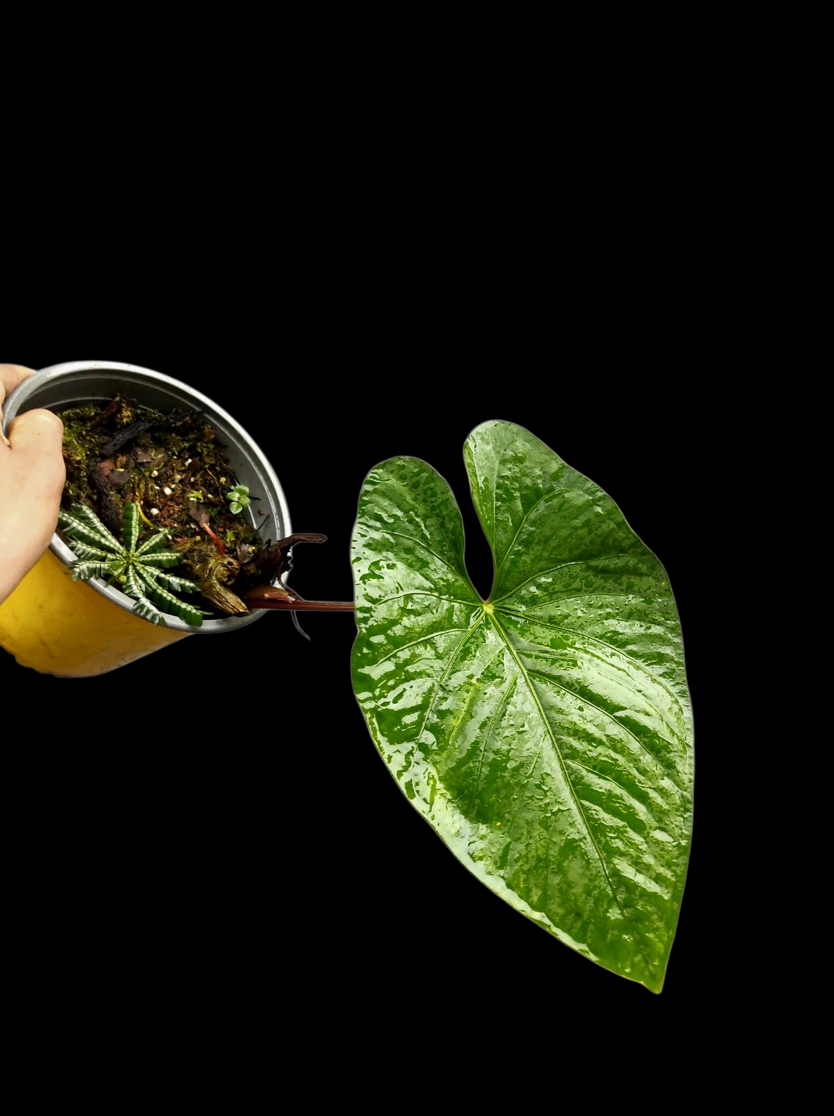 Anthurium sp. 'Kunayala Glow' Native to Panama (EXACT PLANT)