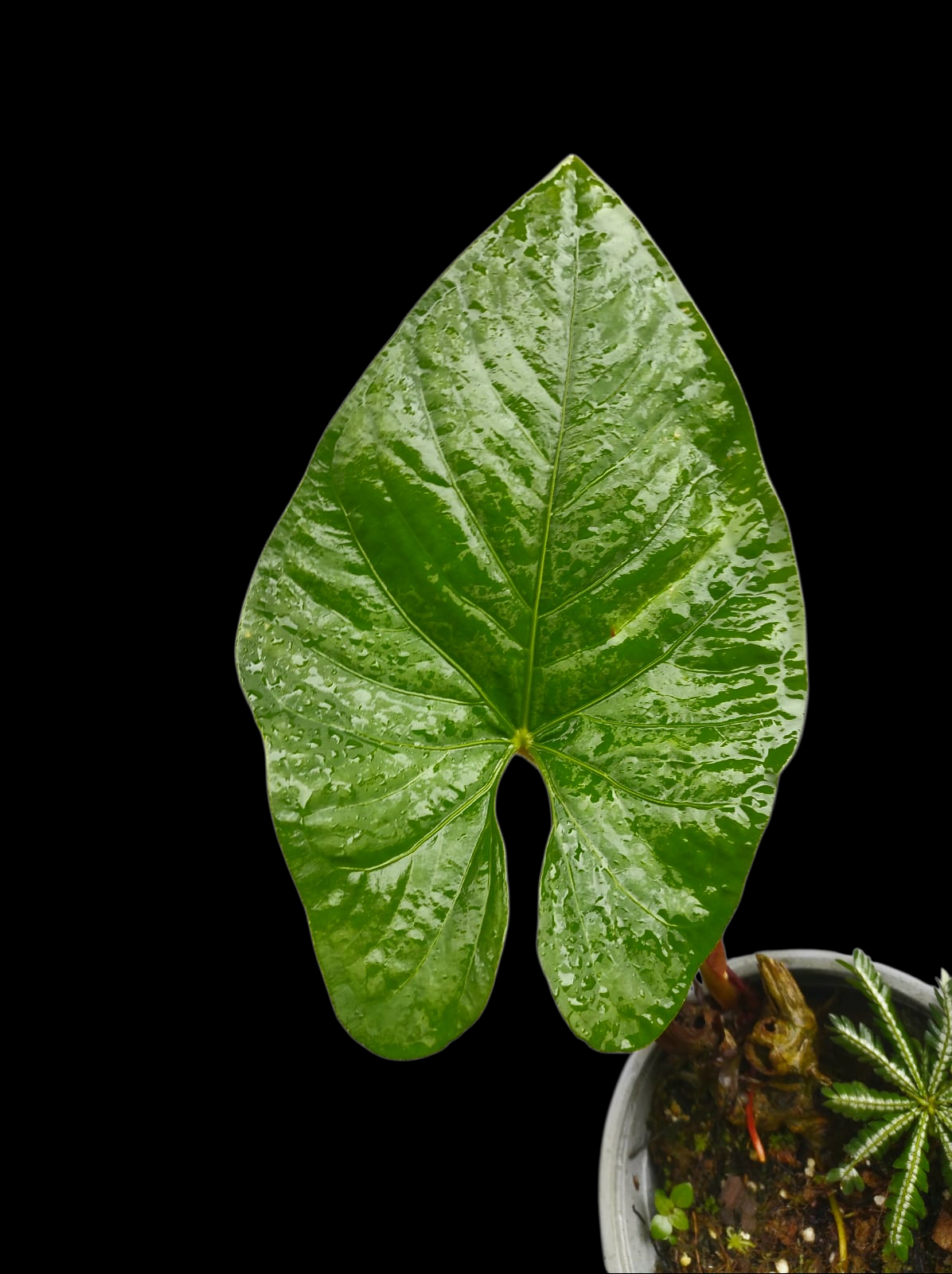 Anthurium sp. 'Kunayala Glow' Native to Panama (EXACT PLANT)