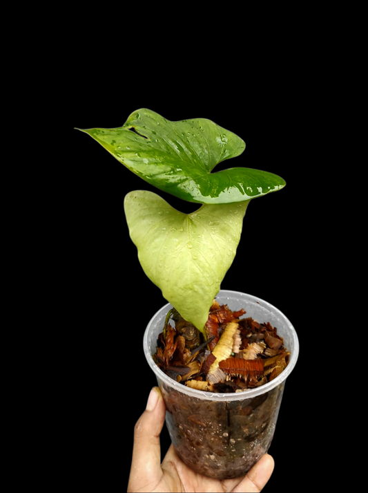 Anthurium sp. 'Kunayala Glow' Native to Panama (EXACT PLANT)