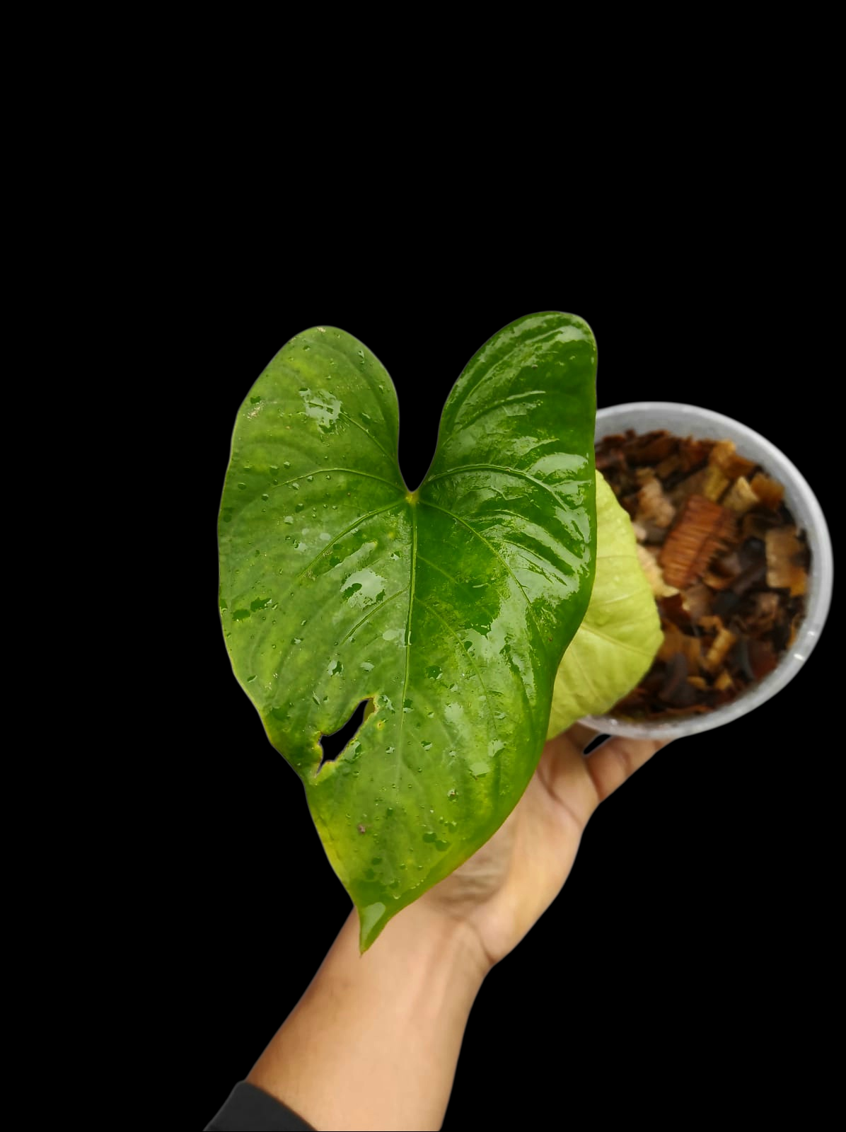 Anthurium sp. 'Kunayala Glow' Native to Panama (EXACT PLANT)