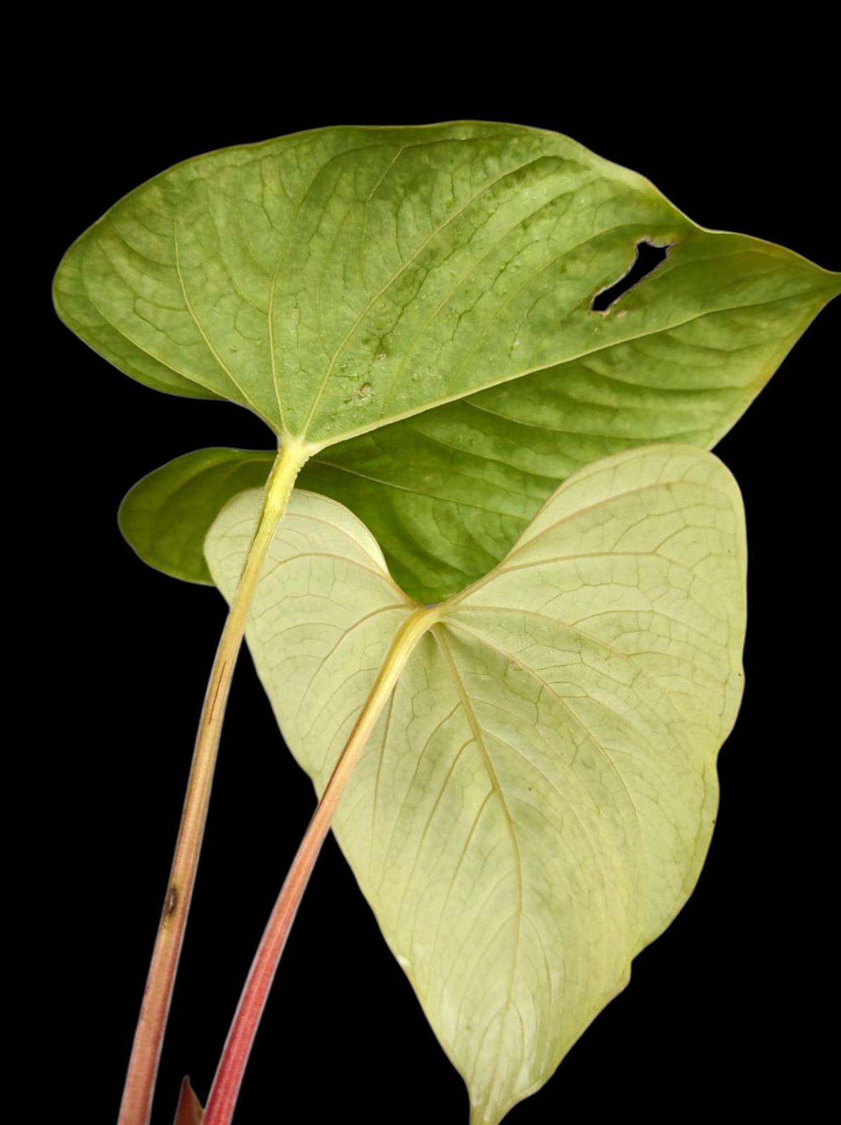 Anthurium sp. 'Kunayala Glow' Native to Panama (EXACT PLANT)