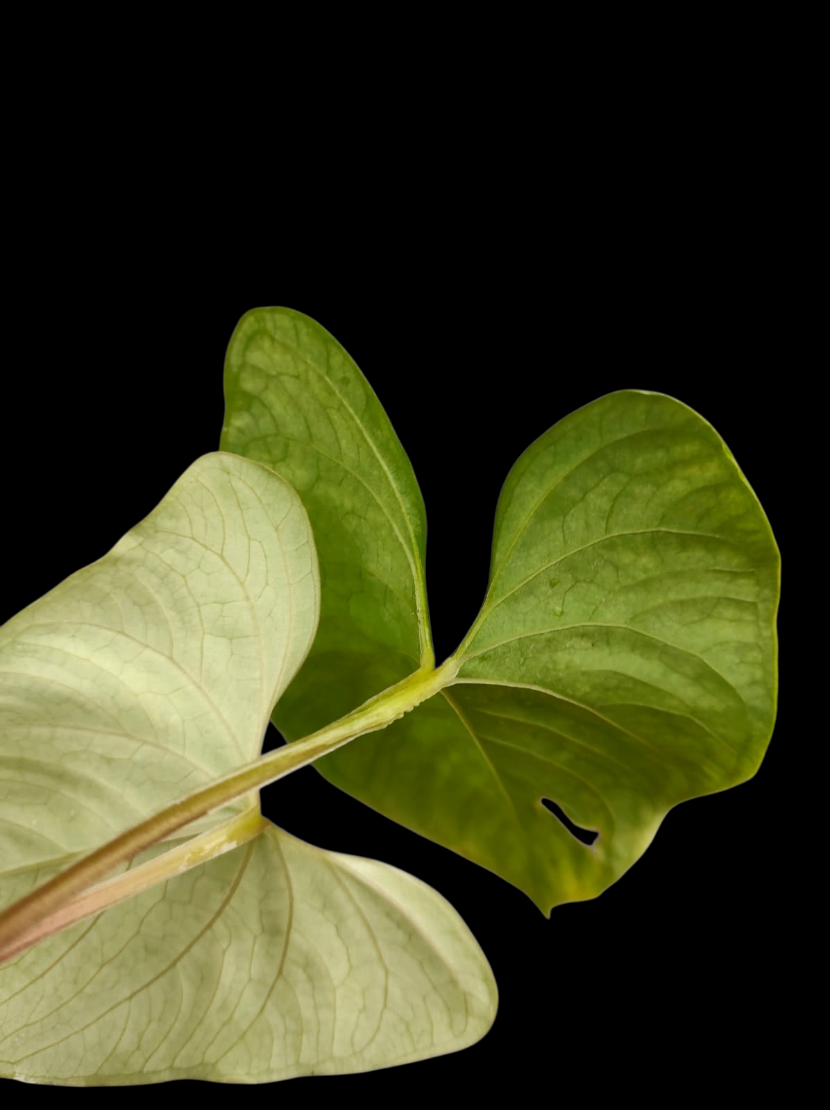 Anthurium sp. 'Kunayala Glow' Native to Panama (EXACT PLANT)