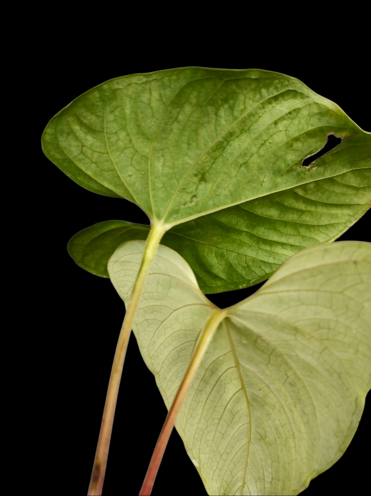 Anthurium sp. 'Kunayala Glow' Native to Panama (EXACT PLANT)
