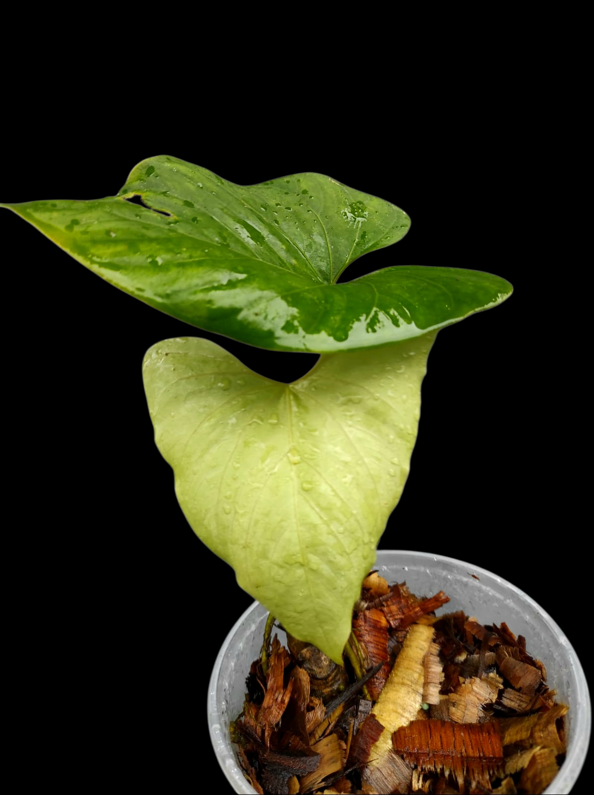 Anthurium sp. 'Kunayala Glow' Native to Panama (EXACT PLANT)