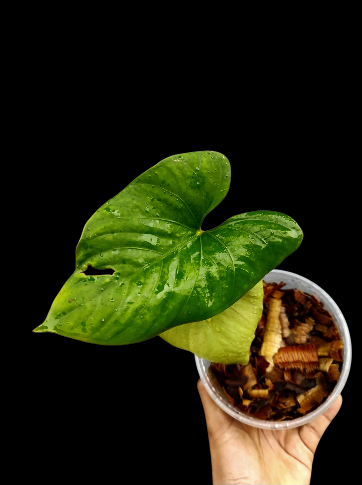 Anthurium sp. 'Kunayala Glow' Native to Panama (EXACT PLANT)