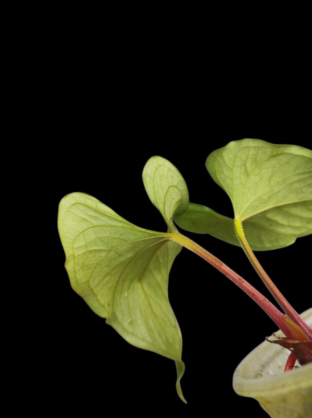 Anthurium sp. 'Kunayala Glow' Native to Panama (EXACT PLANT)