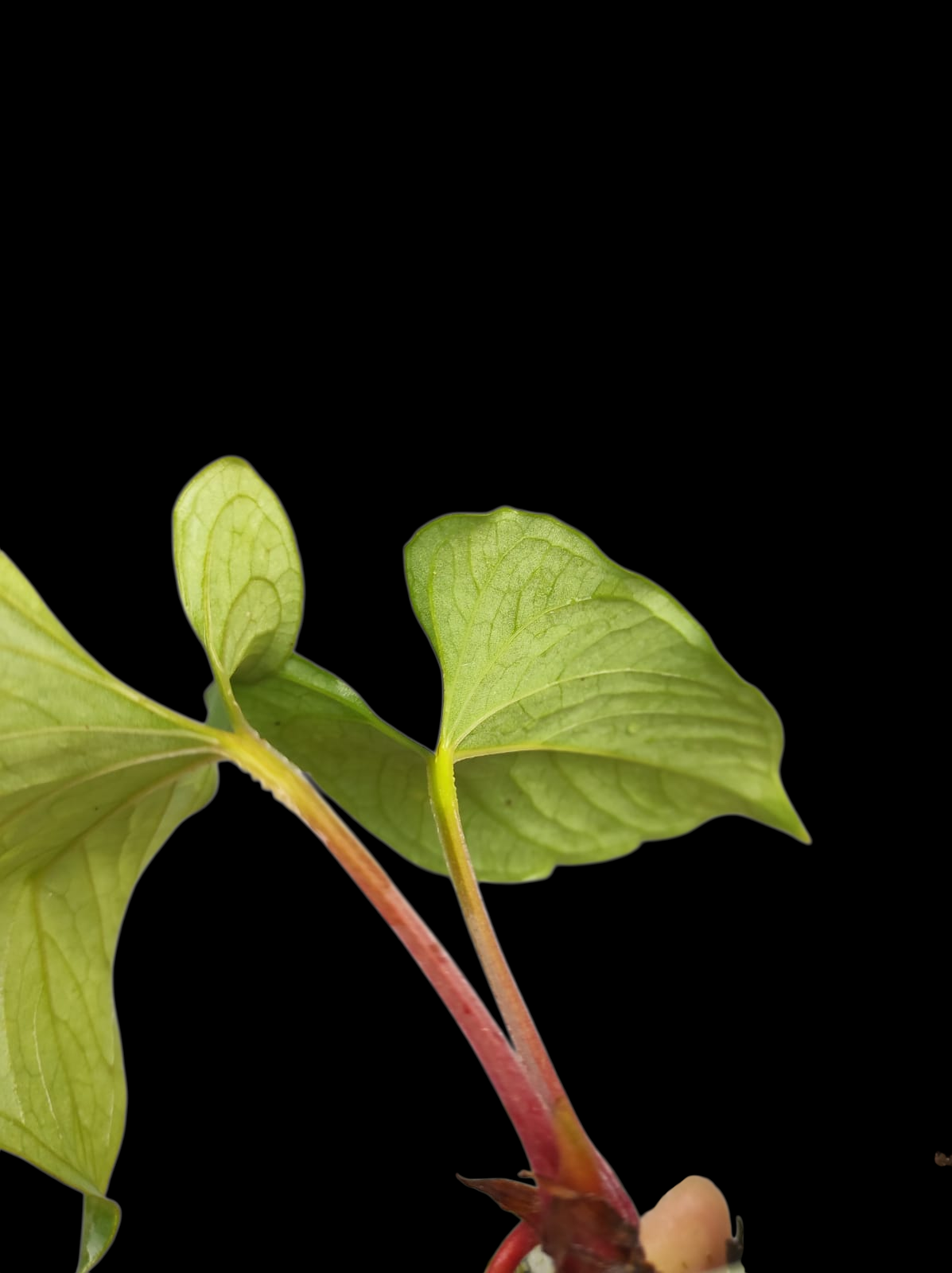 Anthurium sp. 'Kunayala Glow' Native to Panama (EXACT PLANT)