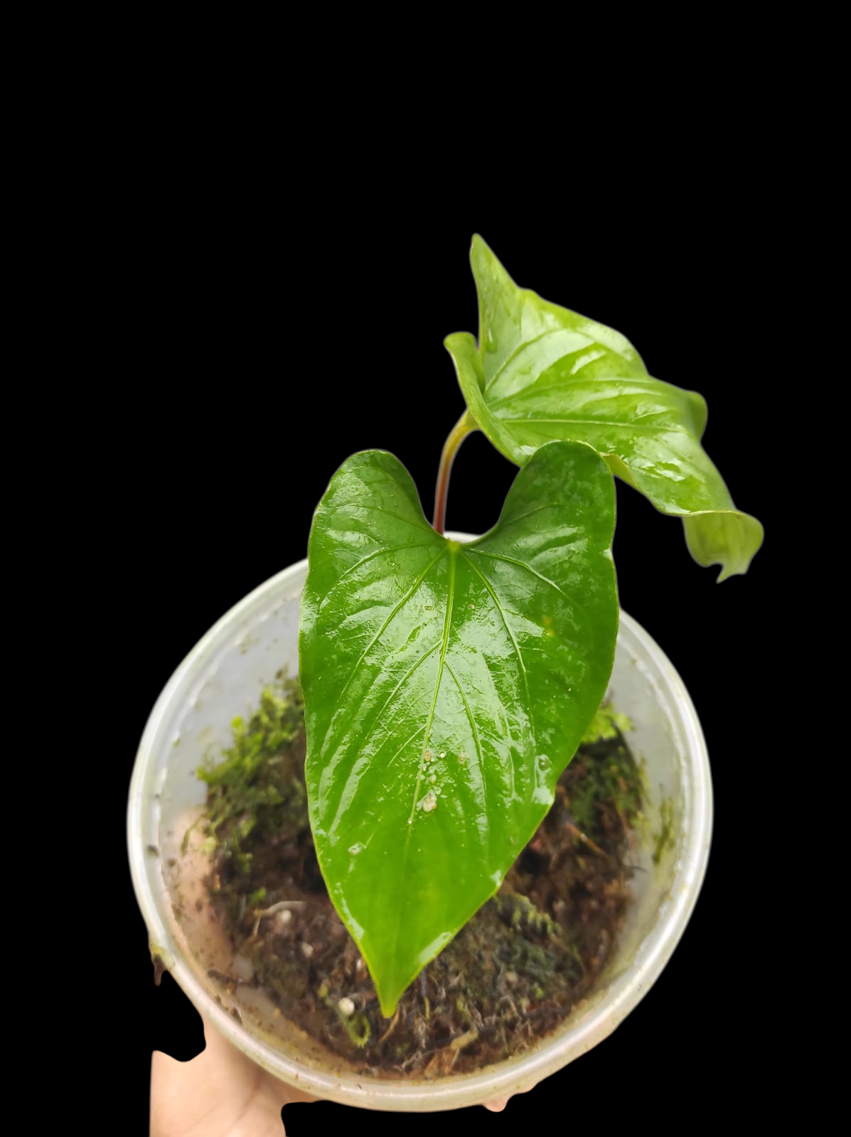 Anthurium sp. 'Kunayala Glow' Native to Panama (EXACT PLANT)