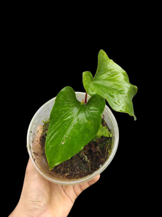 Anthurium sp. 'Kunayala Glow' Native to Panama (EXACT PLANT)