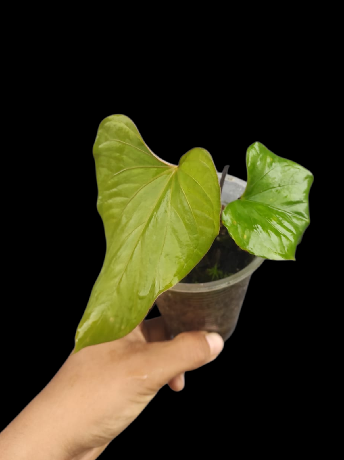 anthurium native to Anthurium sp. 'Kunayala Glow' Native to Panama (EXACT PLANT)