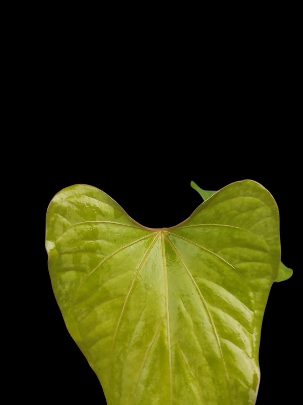 Anthurium sp. 'Kunayala Glow' Native to Panama (EXACT PLANT)