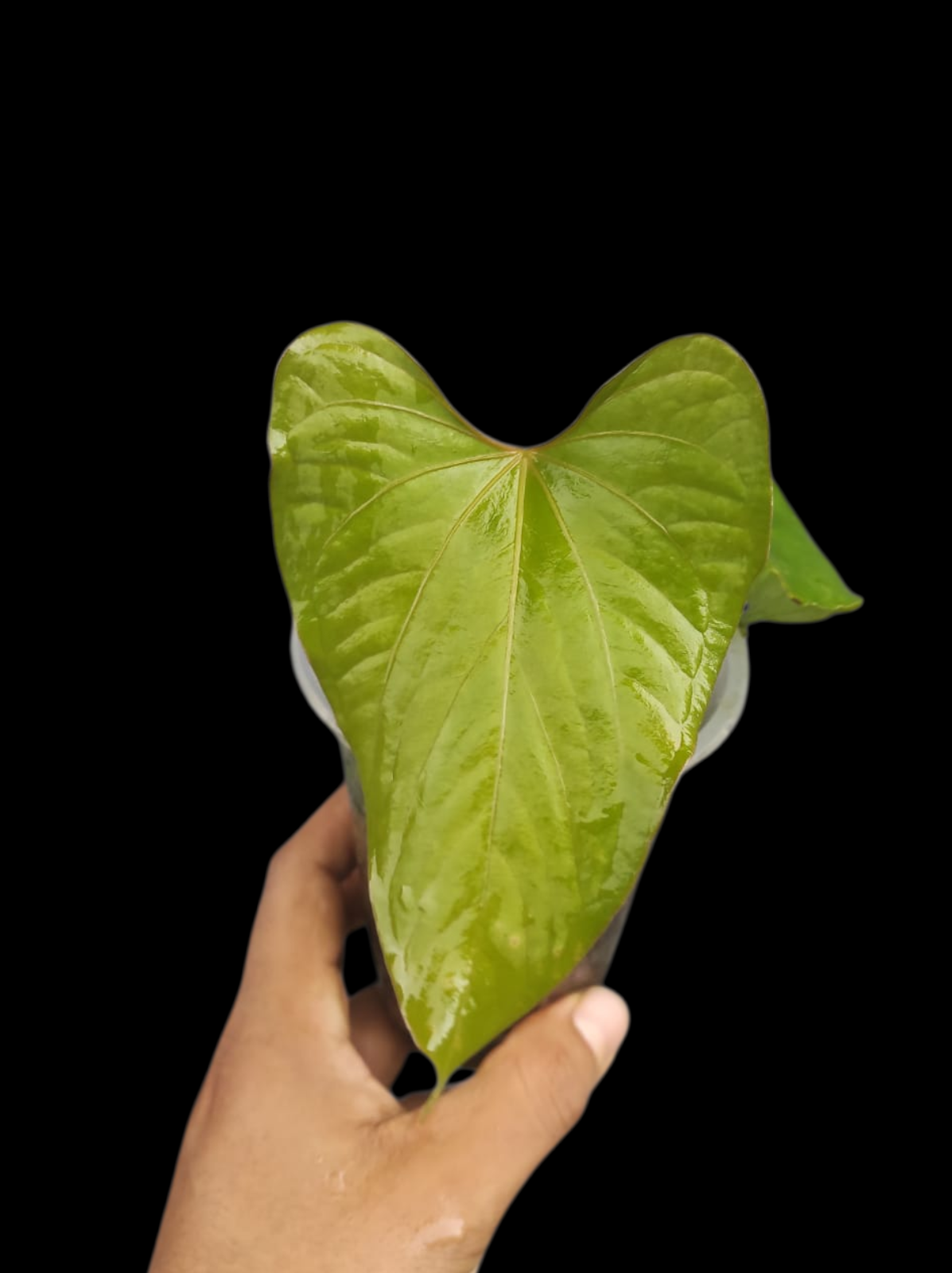 Anthurium sp. 'Kunayala Glow' Native to Panama (EXACT PLANT)