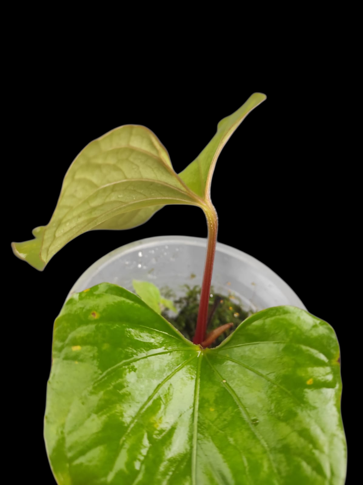 Anthurium sp. 'Kunayala Glow' Native to Panama (EXACT PLANT)