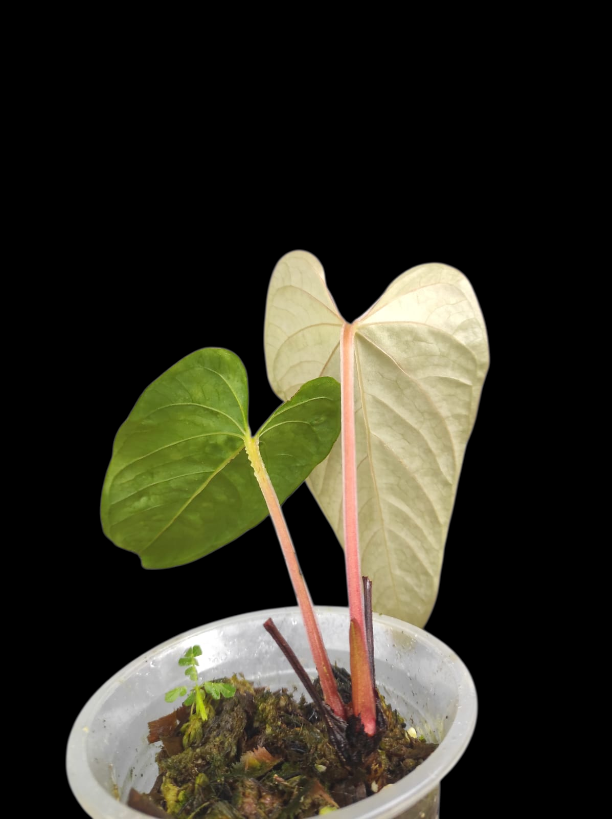 Anthurium sp. 'Kunayala Glow' Native to Panama (EXACT PLANT)