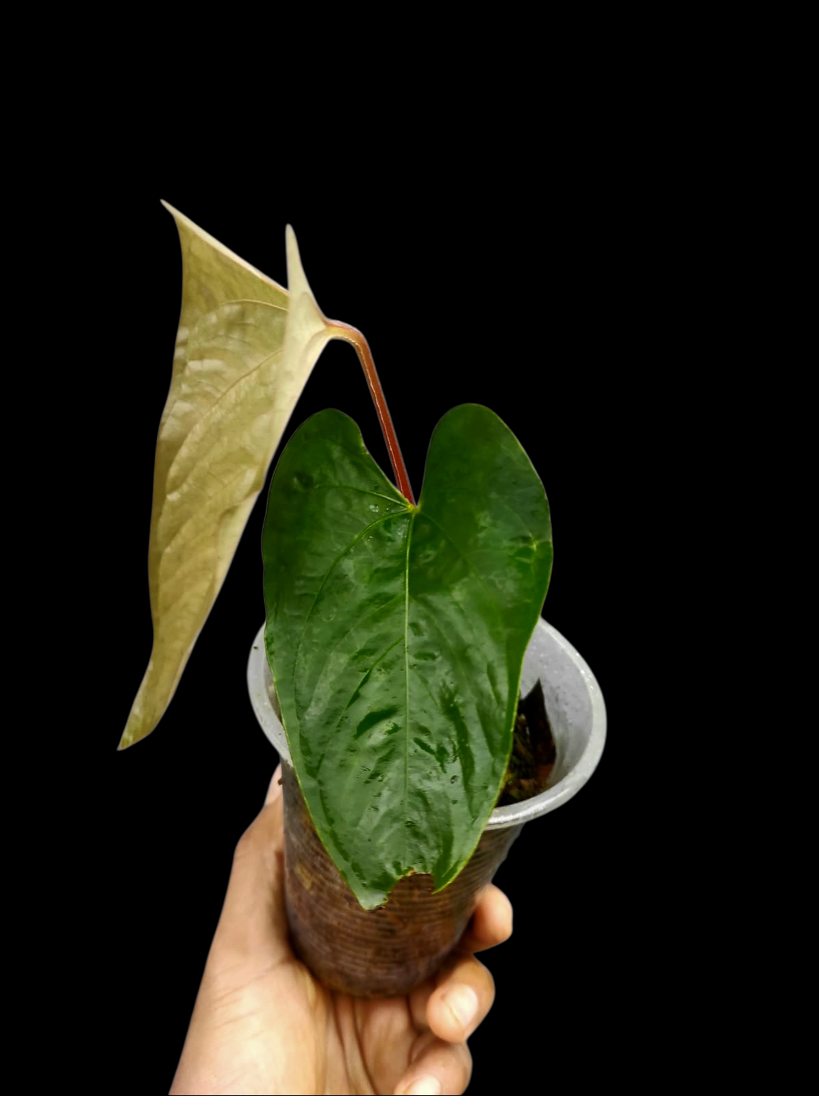 Anthurium sp. 'Kunayala Glow' Native to Panama (EXACT PLANT)