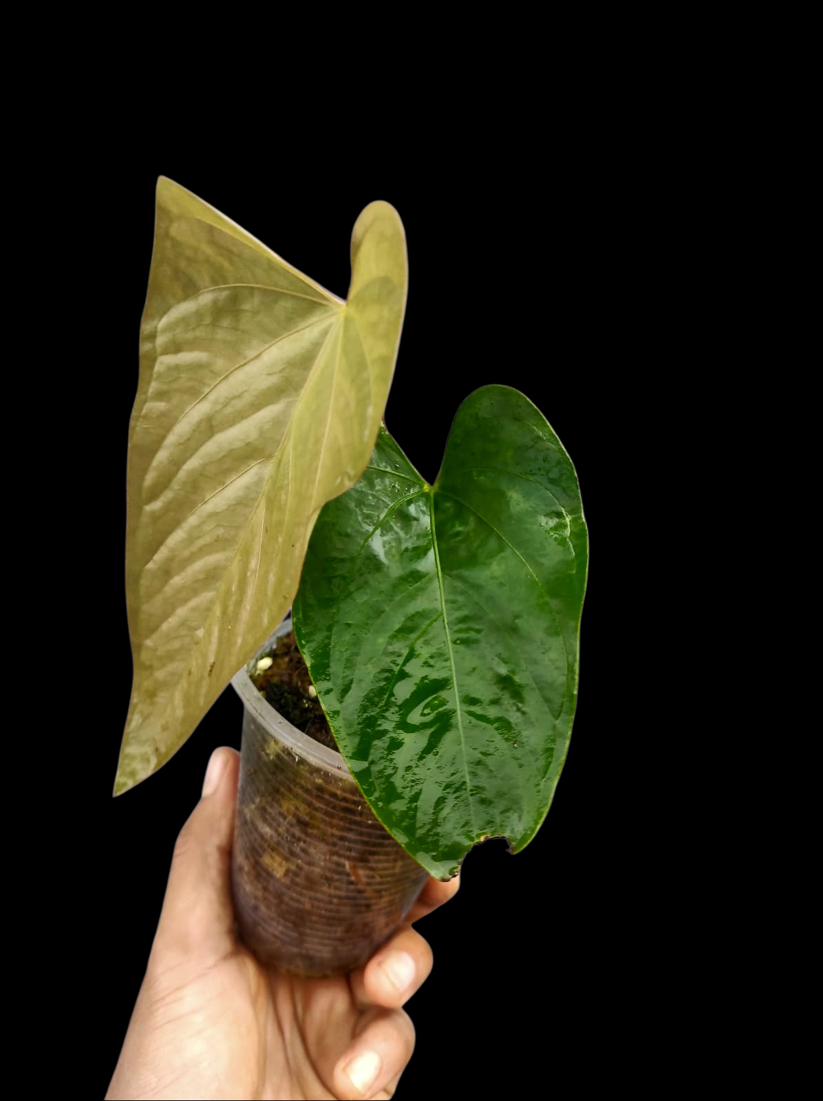 Anthurium sp. 'Kunayala Glow' Native to Panama (EXACT PLANT)