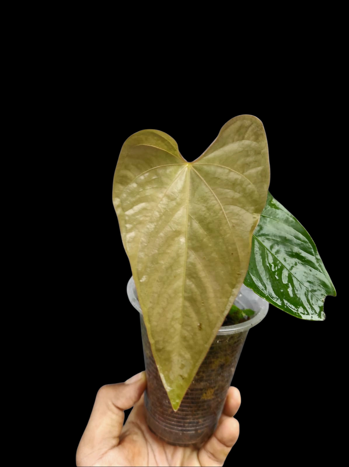 Anthurium sp. 'Kunayala Glow' Native to Panama (EXACT PLANT)