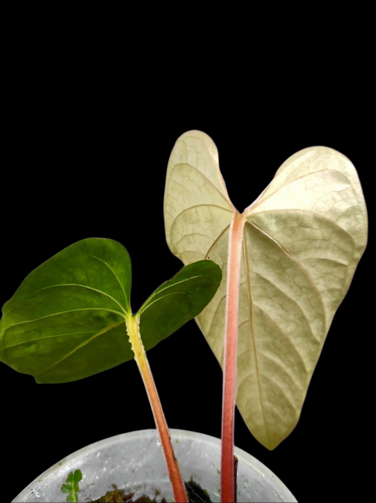Anthurium sp. 'Kunayala Glow' Native to Panama (EXACT PLANT)