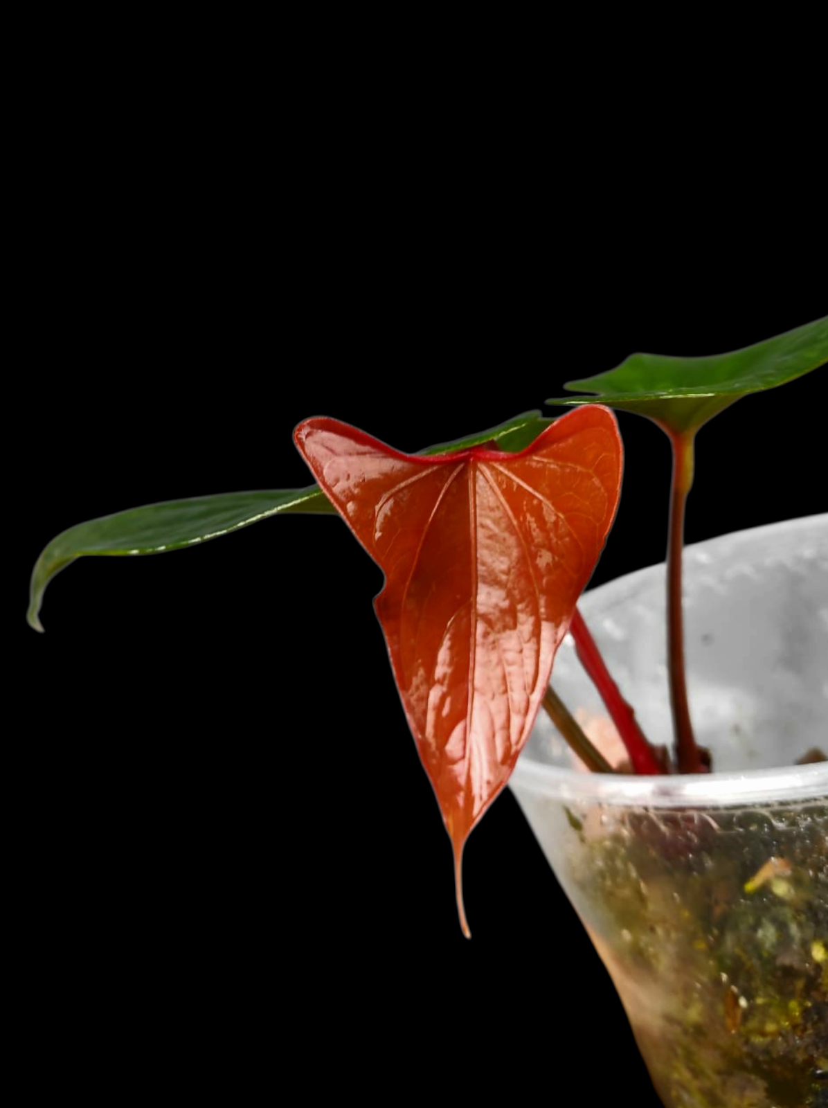 Anthurium sp. 'Kunayala Glow' Dark Form Native to Panama (EXACT PLANT)