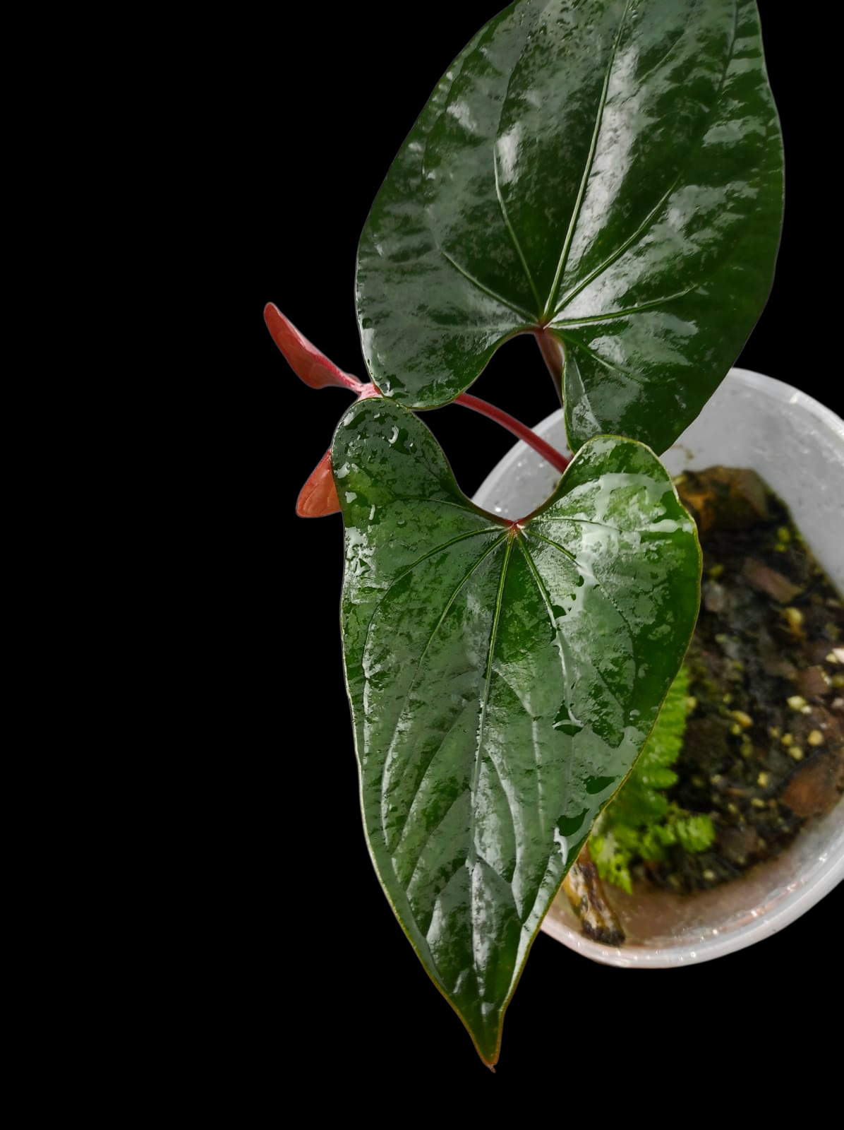 Anthurium sp. 'Kunayala Glow' Dark Form Native to Panama (EXACT PLANT)