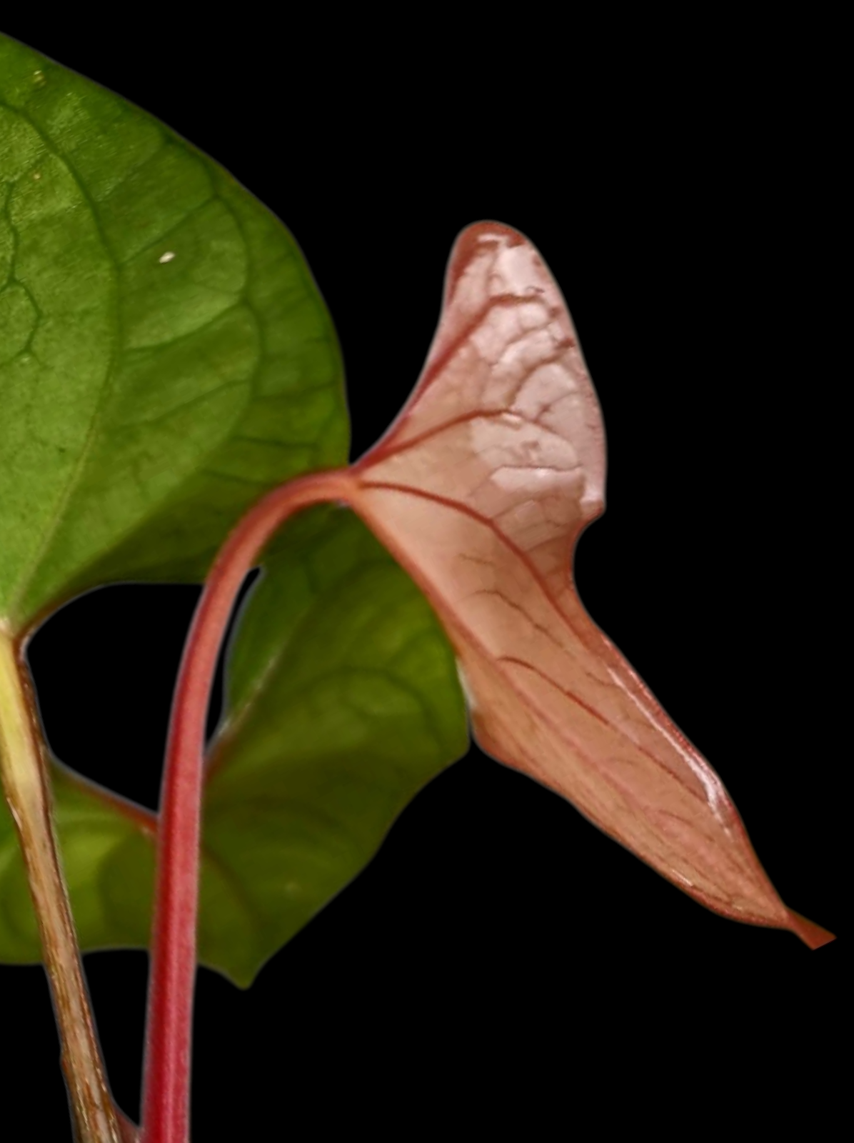 Anthurium sp. 'Kunayala Glow' Dark Form Native to Panama (EXACT PLANT)