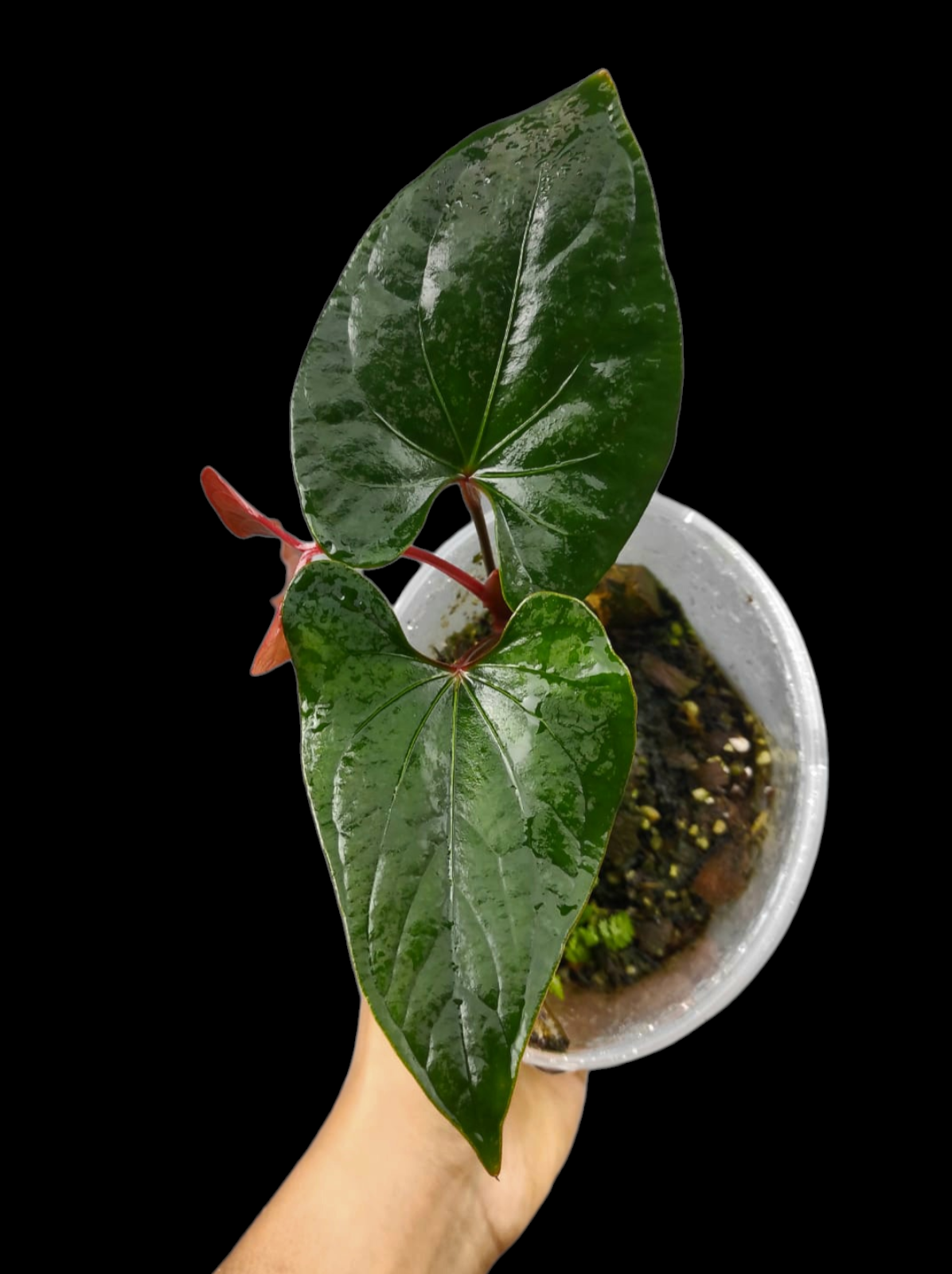 Anthurium sp. 'Kunayala Glow' Dark Form Native to Panama (EXACT PLANT)