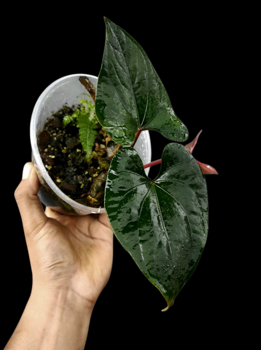 Anthurium sp. 'Kunayala Glow' Dark Form Native to Panama (EXACT PLANT)