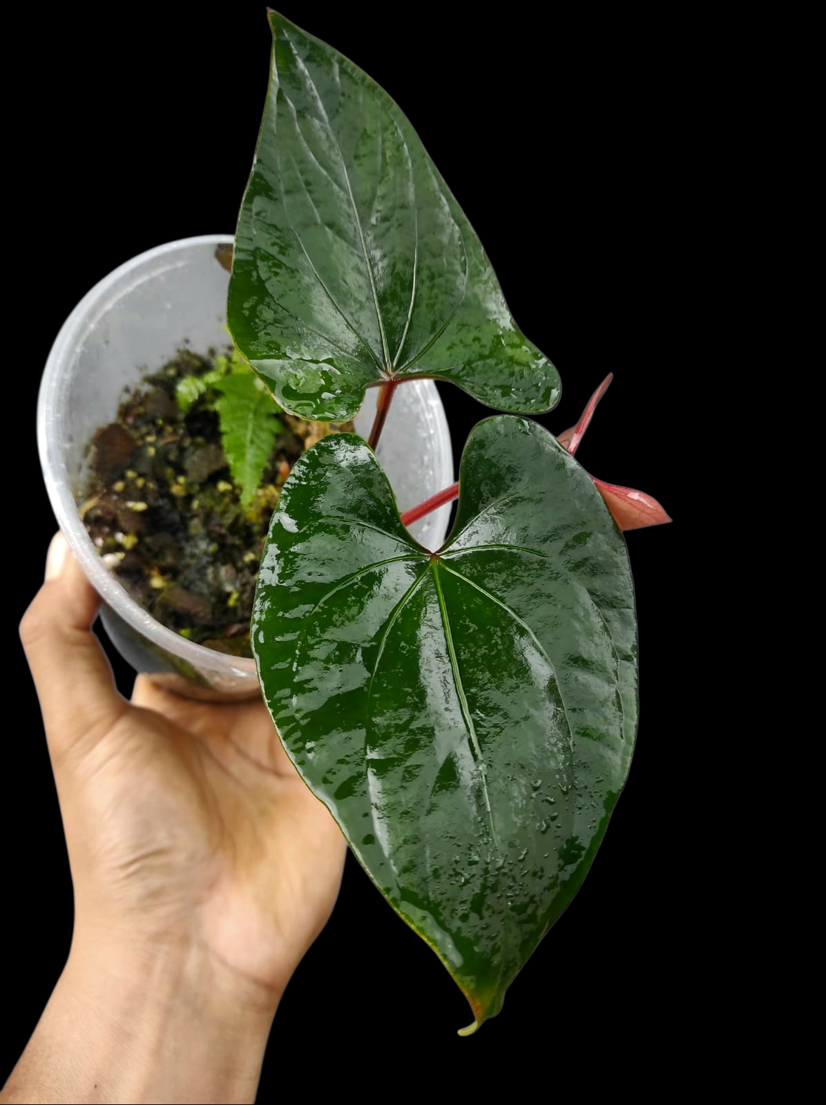 Anthurium sp. 'Kunayala Glow' Dark Form Native to Panama (EXACT PLANT)