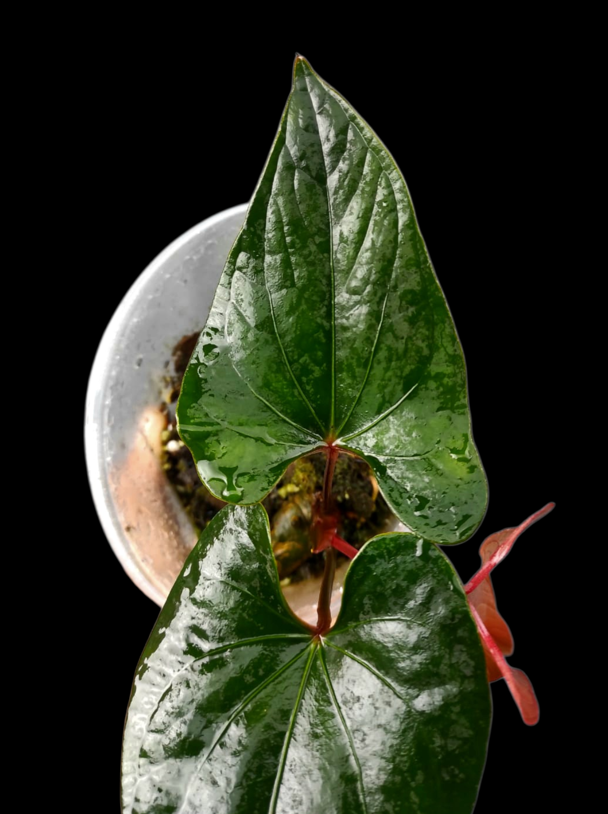 Anthurium sp. 'Kunayala Glow' Dark Form Native to Panama (EXACT PLANT)