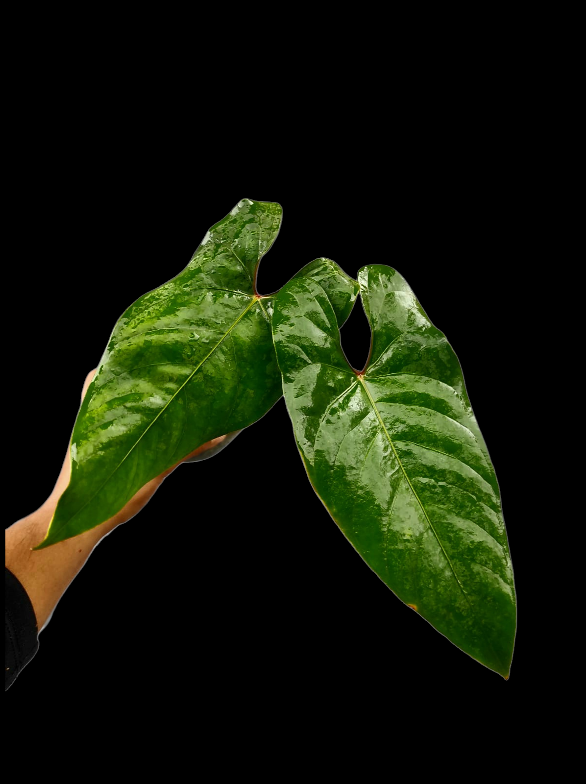 Anthurium sp. 'Huanuco Velvet' Narrow Form (EXACT PLANT)