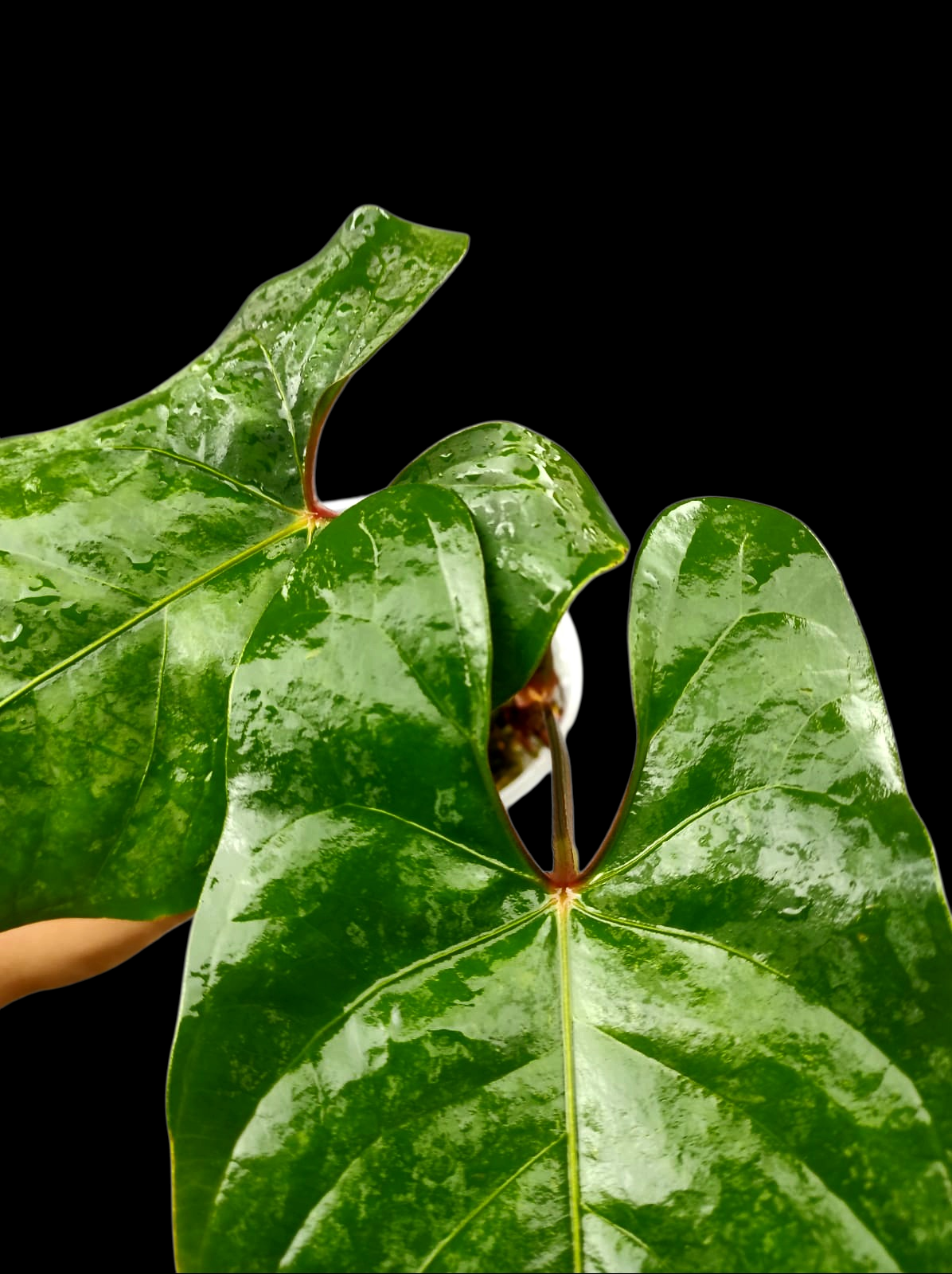 Anthurium sp. 'Huanuco Velvet' Narrow Form (EXACT PLANT)