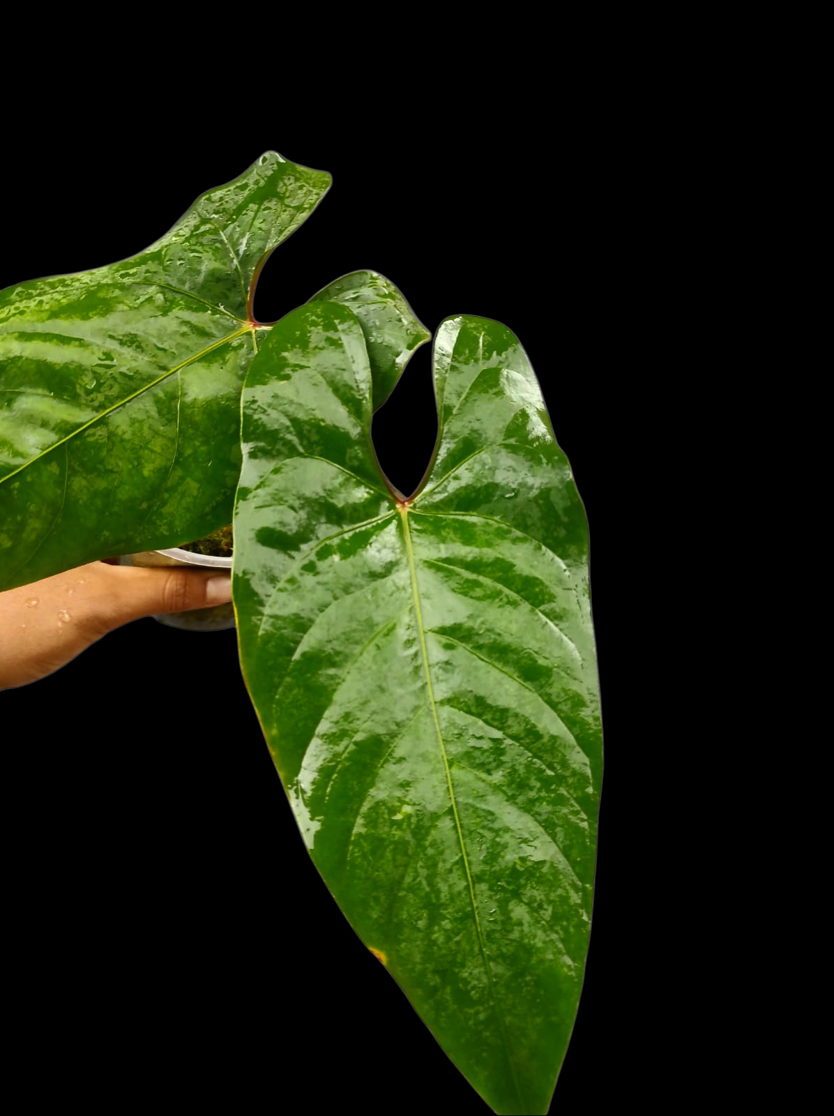 Anthurium sp. 'Huanuco Velvet' Narrow Form (EXACT PLANT)